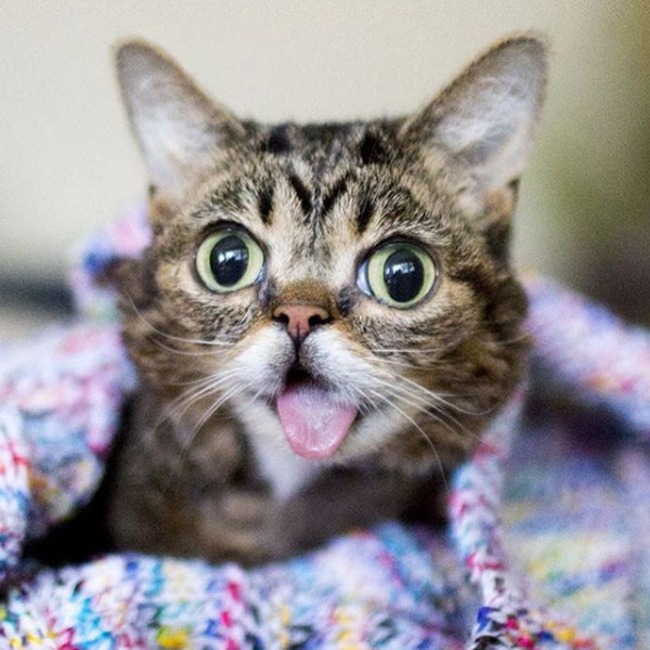 Lil Bub